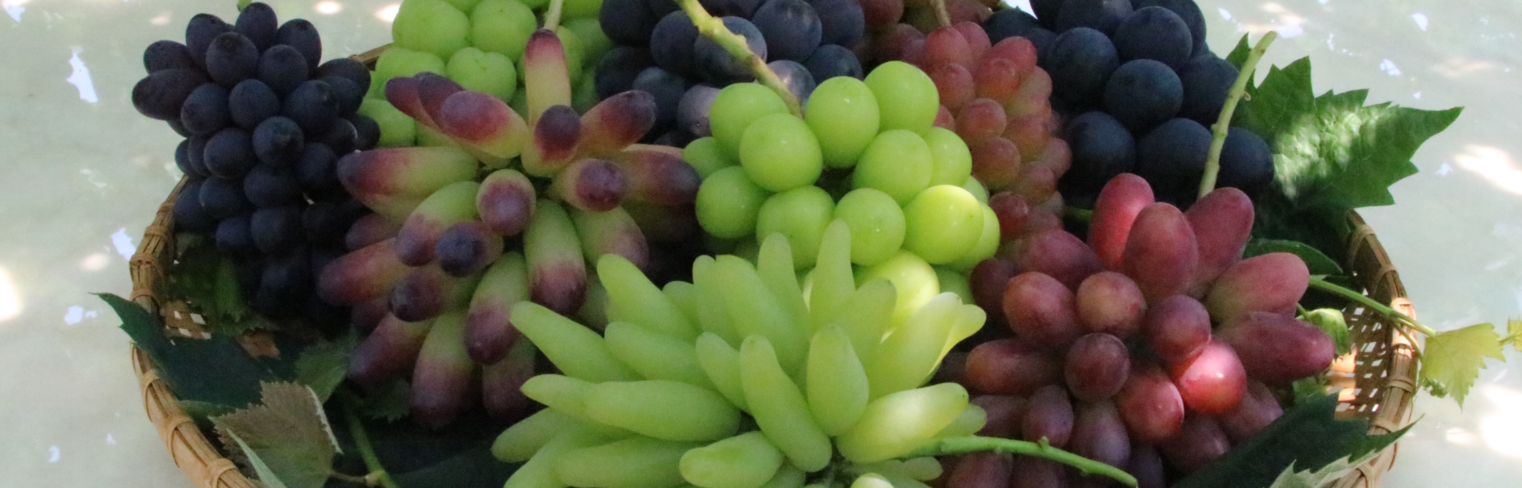 多品種でカラフルな葡萄